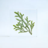 Lycopodium clavatum