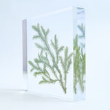 Lycopodium clavatum