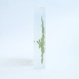 Lycopodium clavatum