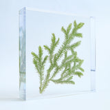 Lycopodium clavatum