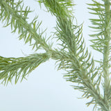 Lycopodium clavatum
