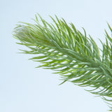 Lycopodium clavatum