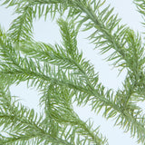 Lycopodium clavatum