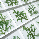 Lycopodium clavatum