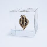 Tiger's claw