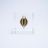 Tiger's claw