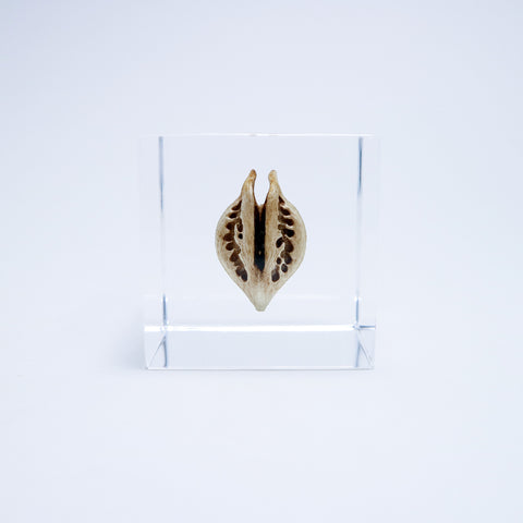 Tiger's claw