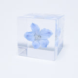 Siberian Larkspur