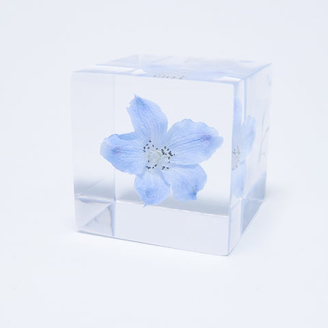Siberian Larkspur