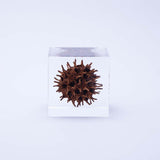 American sweetgum