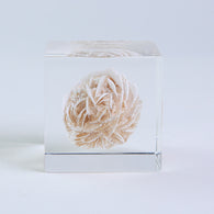 Desert rose (2.0in cube)