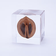Japanese walnut