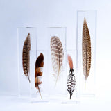 Copper Pheasant feather