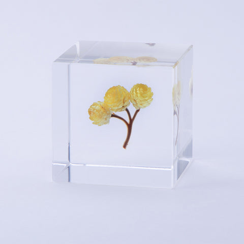 Immortelle