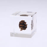 Dawn redwood