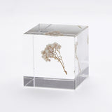 Rice flower