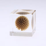 Globe thistle