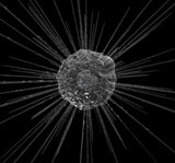 Actinophyrys sol