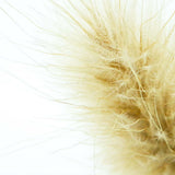 Bunny tail grass