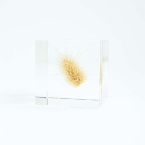Bunny tail grass