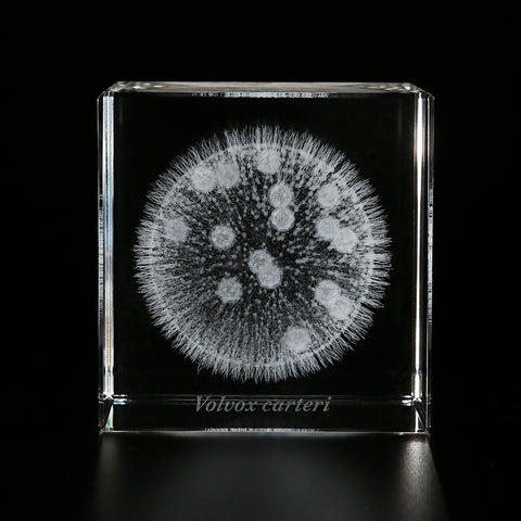Volvox carteri