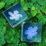 Indigo Larkspur -【Siberian Larkspur】