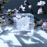 【Limited to 2 sets】Sola cube sakura set of 4 new items