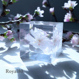 【Limited to 2 sets】Sola cube sakura set of 4 new items