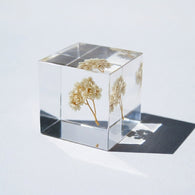 Rice flower
