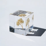 Rice flower