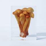 Nameko Mushroom