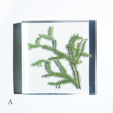 Lycopodium clavatum