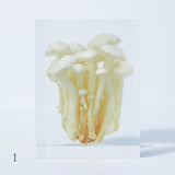 White Shimeji Mushroom