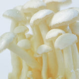 White Shimeji Mushroom