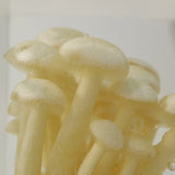 White Shimeji Mushroom