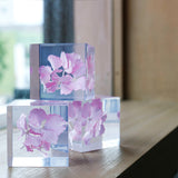 Hydrangea