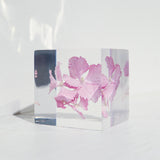 Hydrangea
