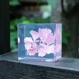 Hydrangea