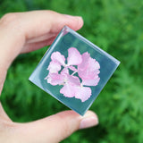 Hydrangea