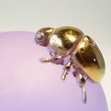 Momome beetle【Yuuka Shibasaki】