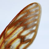 Wings of a Cryptotympana facialis