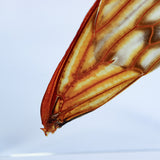 Wings of a Cryptotympana facialis