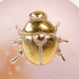 Sakura beetle【Yuuka Shibasaki】