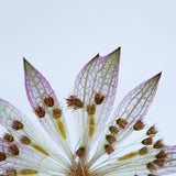 Astrantia romana