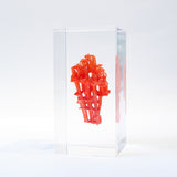 organ-pipe coral