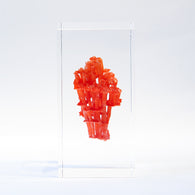 organ-pipe coral ◇ Sola grid