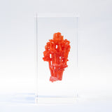 organ-pipe coral
