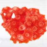 organ-pipe coral