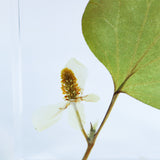 Houttuynia cordata