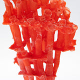 organ-pipe coral